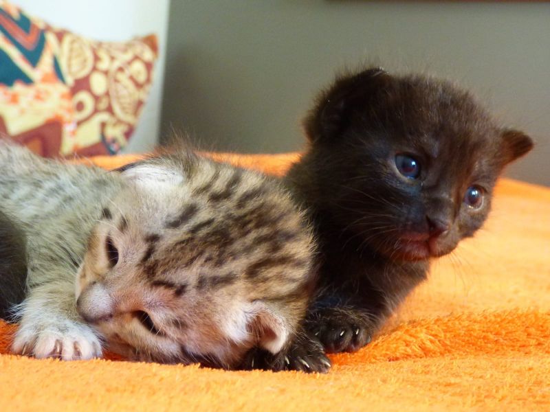 Pura razza  gattini Savannah  per adozione 