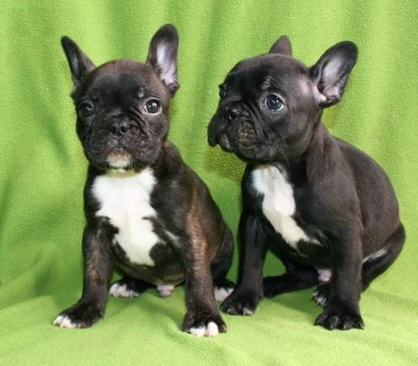 Splendidi cuccioli di Bulldog Francese ad appassionati della specie. per adoption