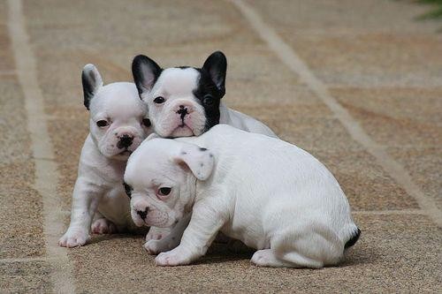 Cucciole bulldog francese