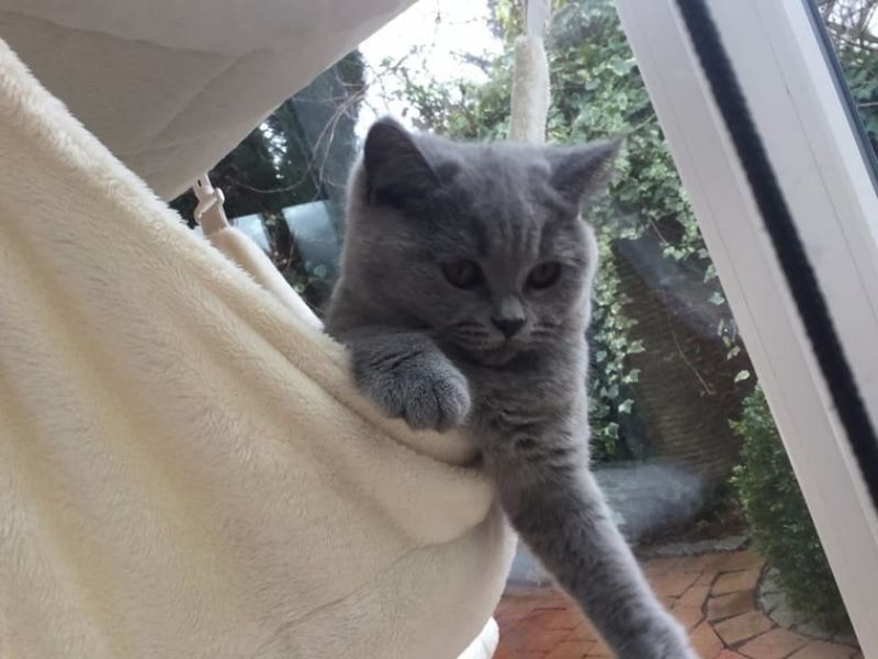 Regalo gattino persiano per l'adozione