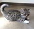  GATTINI BRITISH SHORTHAIR, PEDIGREE (IN REGALO)   Disponibili subito bellissimi gattini british sho