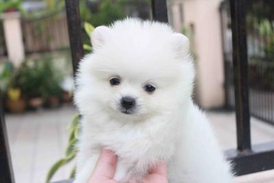  { Regalo Volpino di pomerania (spitz tedesco nano