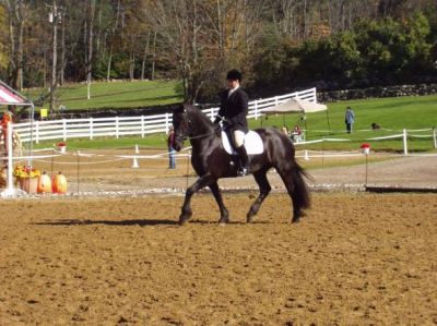 Bellissimo cavallo frisone per l'adozione