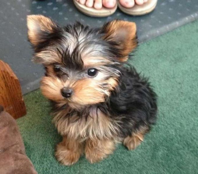 Simpatici cuccioli di Yorkie in Regalo 
