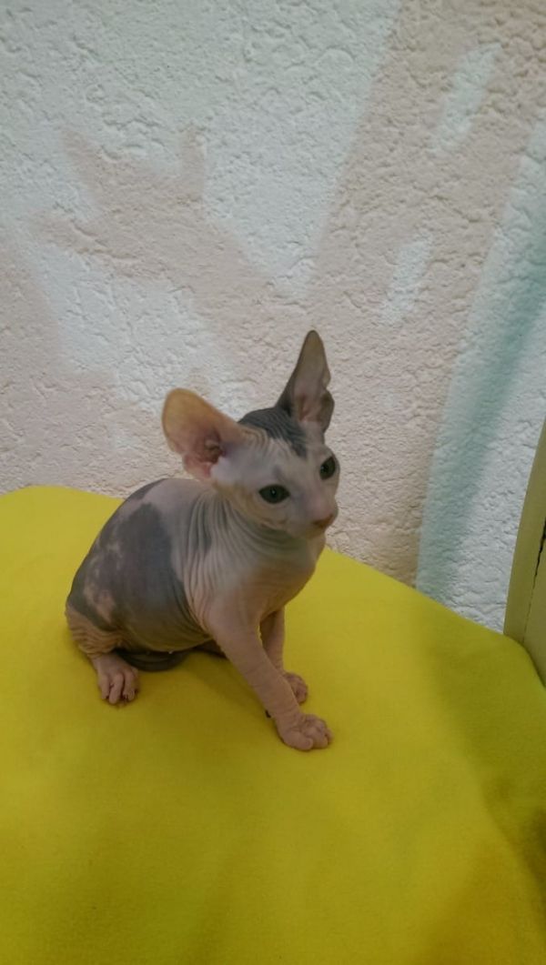Molto bella e sani gattini Sphynx  per adozione maschi e femmine disponibili (gratis) 