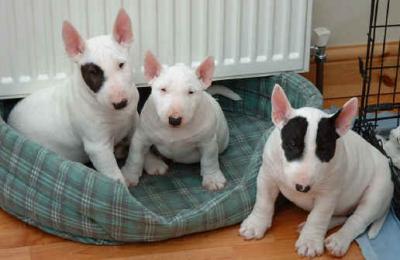 Regalo 100% terrier cuccioli toro per le loro nuove case