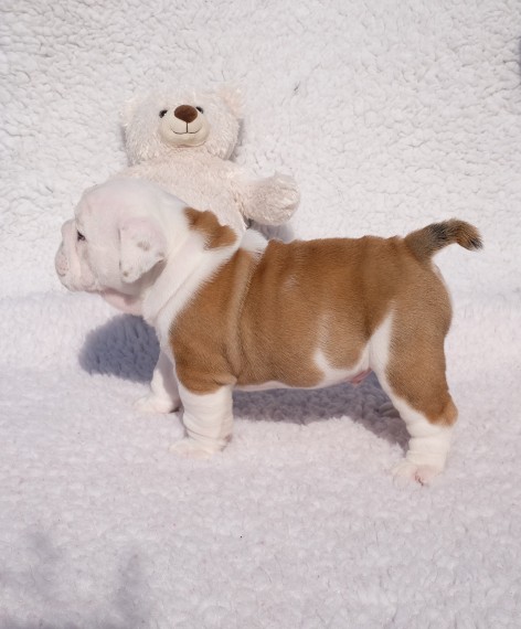 Regalo Bulldog inglese cuccioli disponibili