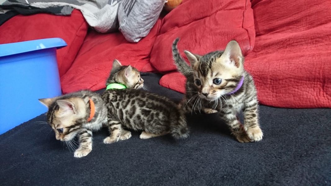  gattini Savannah   per adozione ( maschio e femmina )