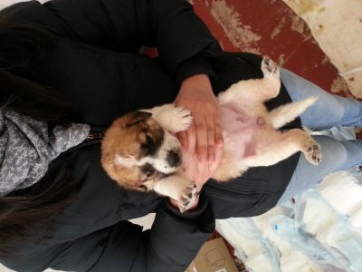 8 cuccioli taglia grande in adozione