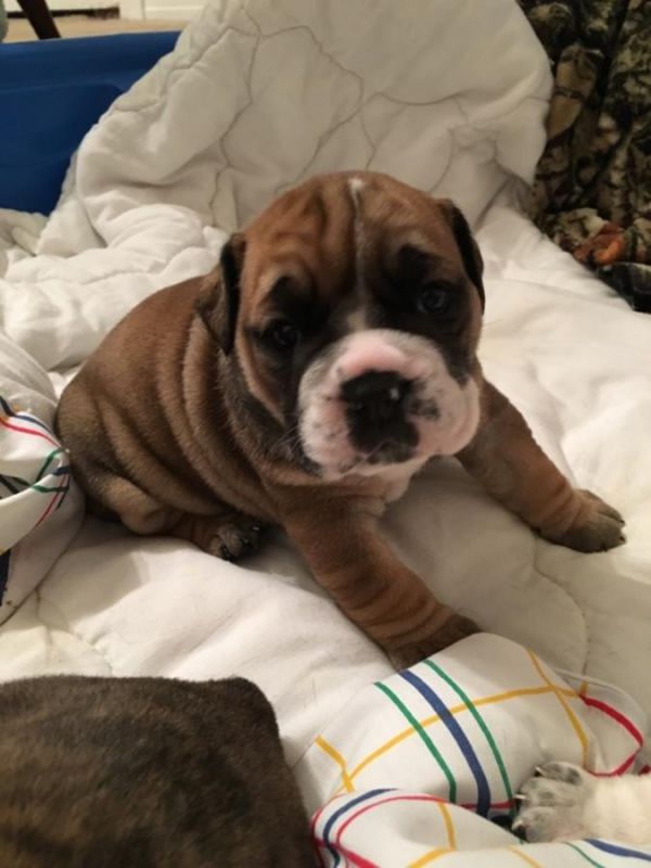 Bella Bulldog inglese cuccioli