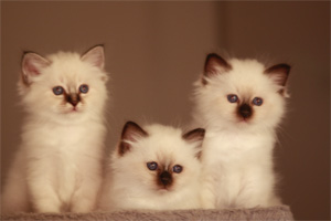 cuccioli sacro di birmania