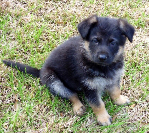  Regalo cuccioli pastore tedesco