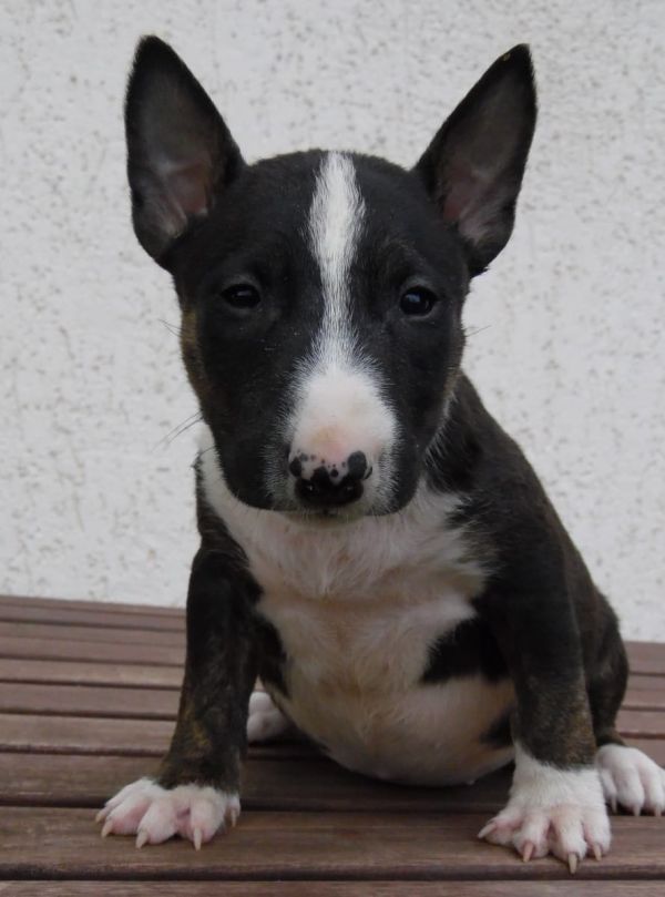 Molto bella e sani cuccioli di bull terrier per adozione maschi e femmine disponibili (gratis)