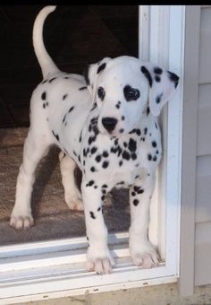 Cucciolo di Dalmata in vendita da allevamento