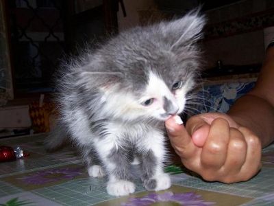 REGALO GATTINA 2 MESI PELO SEMILUNGO DOLCISSIMA