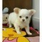 Cuccioli di CHIHUAHUA mini toy  cuccioli di CHIHUAHUA mini toy,,