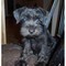 Disponibili cuccioli di Schnauzer nano Maschi e Femmine  disponibili cuccioli di Schnauzer nano Masc