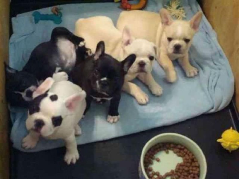 Regalo bellissimo e di qualit� Ma�ificos cuccioli di bulldog francese gratuitamente in modo che tutt