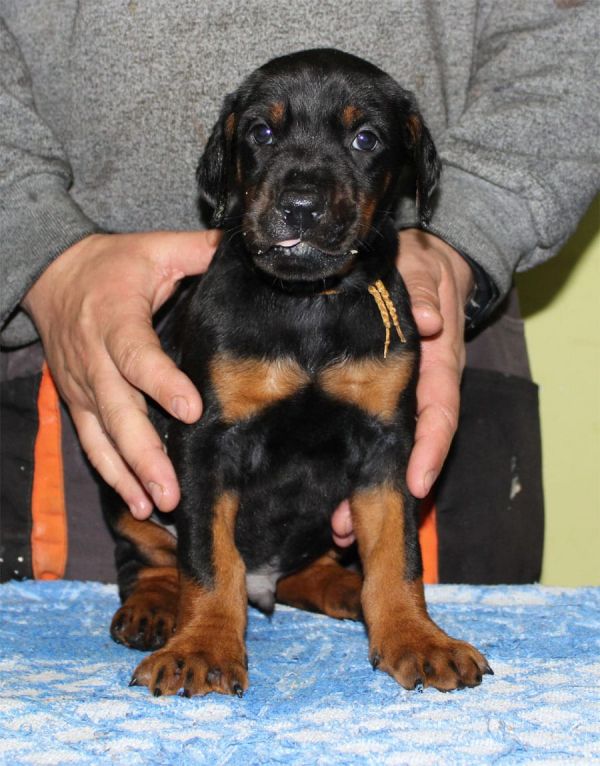Molto bella e sani  cuccioli di doberman  per adozione maschi e femmine disponibili (gratis)