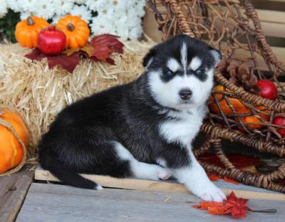  Regalo cuccioli di Siberian Husky