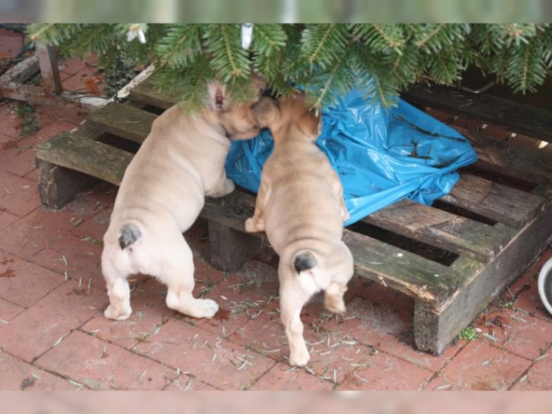 Regalo Cuccioli di Cane a Bulldog Francese