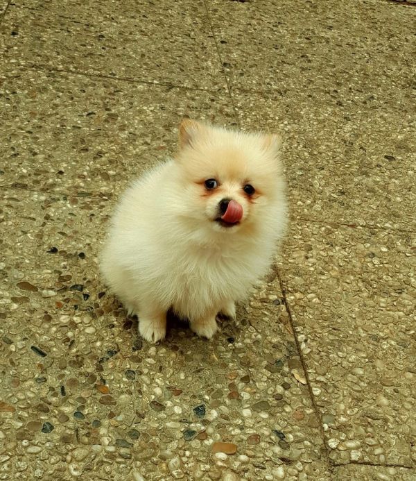  cuccioli di volpino pomeranian  per adozione ( maschio e femmina )