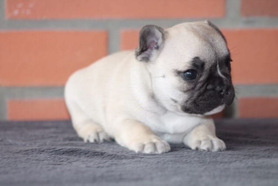 Sani maschio e femmina cuccioli di bulldog francese per adozione 