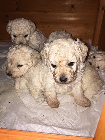  Cuccioli BARBONCINI TOY
