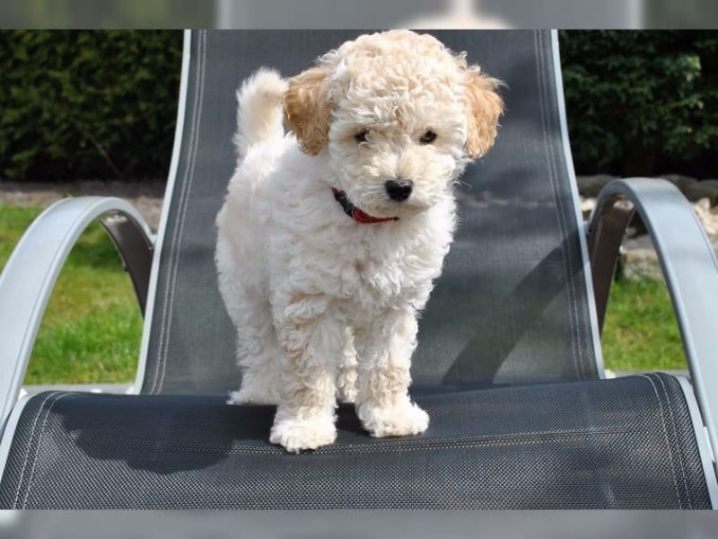 REGALO barboncino cuccioli