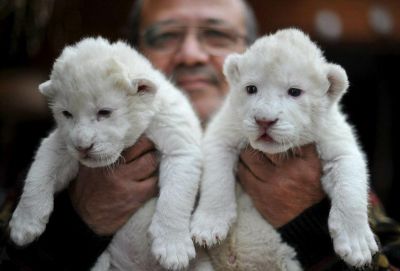 Coppia di rari bianche come la neve cuccioli in vendita.