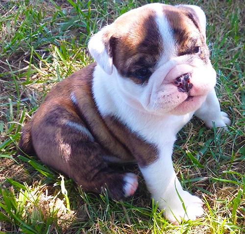  regalo cuccioli di bulldog inglese disponibili per l'adozione