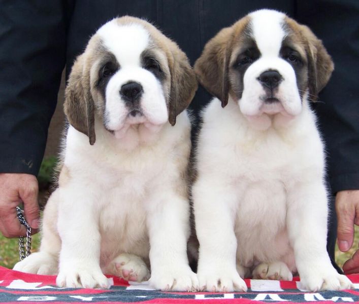  Regalo adorabili cuccioli san bernardo femminucce e maschietti