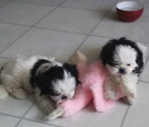 Cuccioli Shihtzu taglia piccola