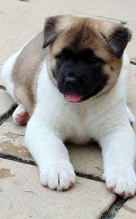 Cuccioli di akita-inu per adozione ( maschio e femmina )