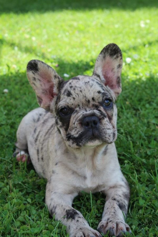 Adorabili cuccioli di Bulldog Francese femminucce e maschietti disponibili per l'adozione