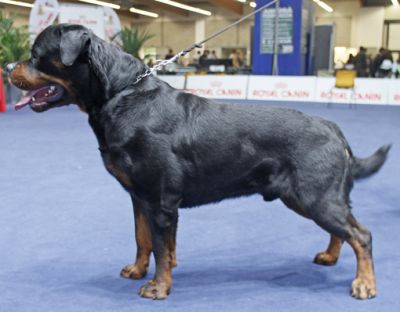 ROTTWEILER CUCCIOLI FIGLI CAMP ITALIANO TOMAS FROM NIKFERRE