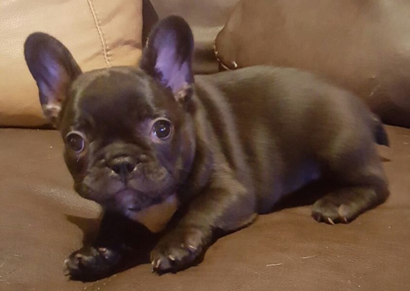  Regalo Cuccioli di Cane a Bulldog Francese