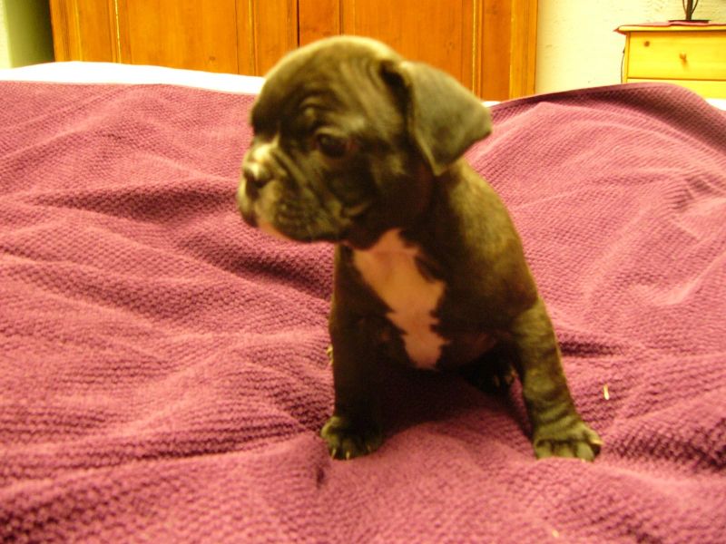 Cuccioli di razza bulldog francese per adozione 