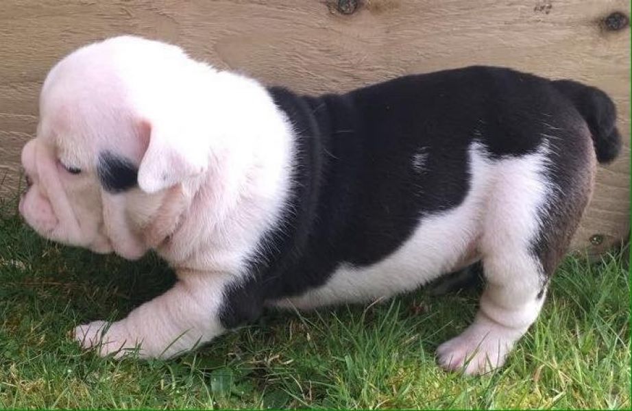 Regalo Bulldog inglese cuccioli disponibili