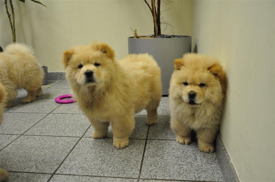 Molto bella e sani cuccioli di CHOW  CHOW per adozione maschi e femmine disponibili (gratis) 
