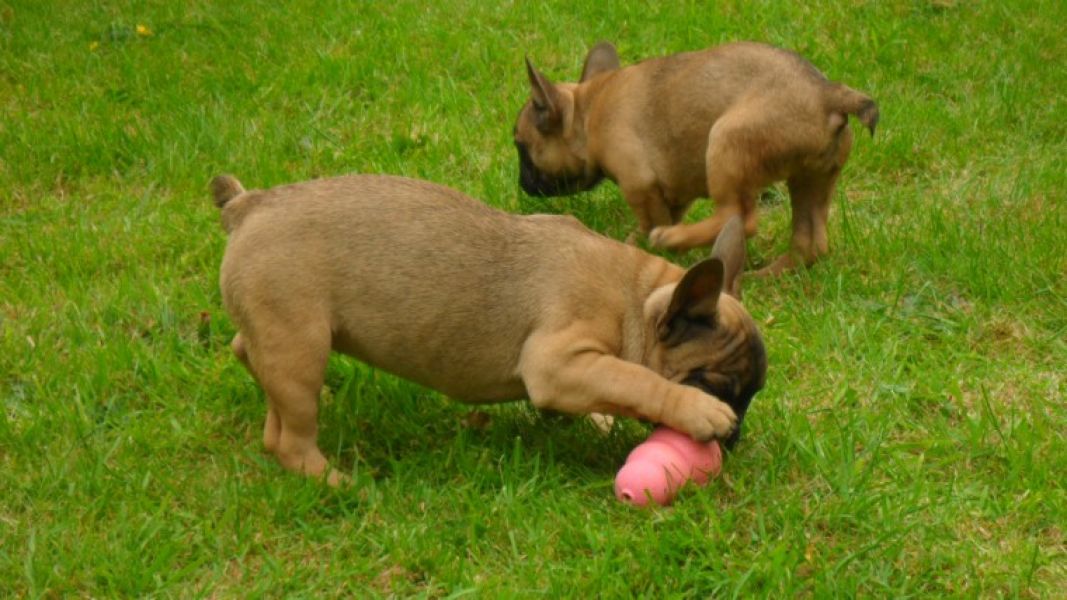 REGALO Cuccioli di Bulldog Francese