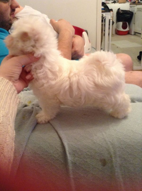  Cuccioli maltese mini toy con pedigree 