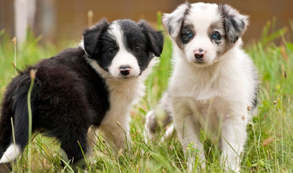 Regalo cuccioli di border collie disponibili per l adozione 