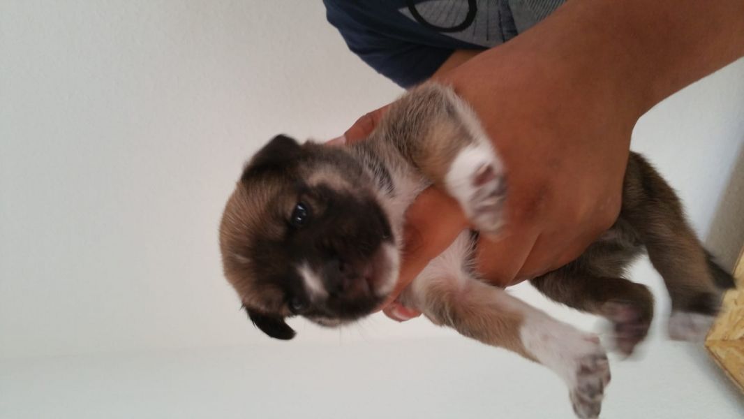 Regalo cuccioli di  boxer disponibili per l'adozione