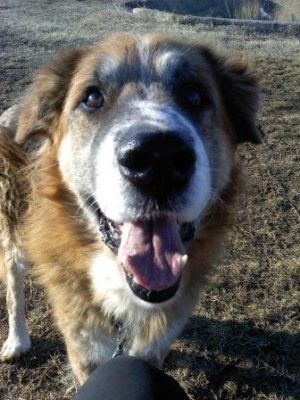 ADOZIONE DEL CUORE PER TOM, SPLENDIDO CANE TAGLIA GRANDE