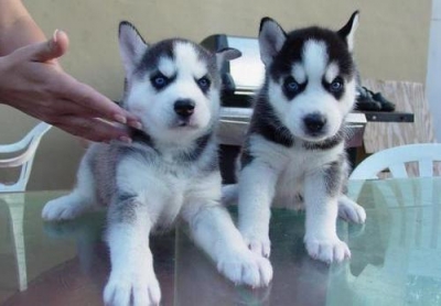   cuccioli di Sibarian husky  per adozione ( regalo  )