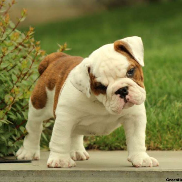 Bellissime cucciolate di BULLDOG INGLESE