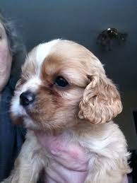 Adorabili Cuccioli Cavalier King