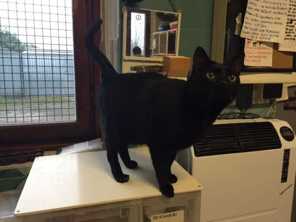 Bagheera, giovane micio in cerca di famiglia