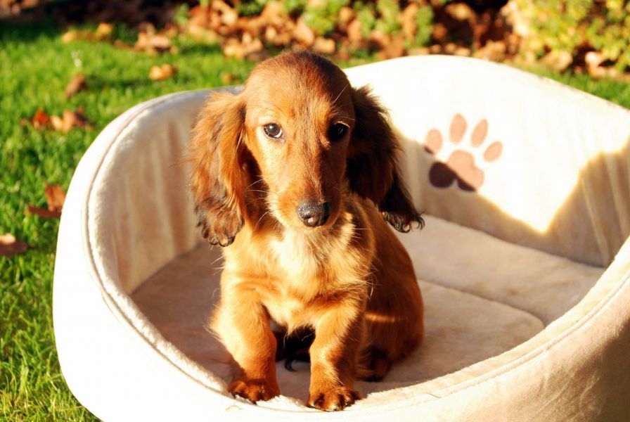  Molto bella e sani cuccioli di bassotti  per adozione maschi e femmine disponibili (gratis)
